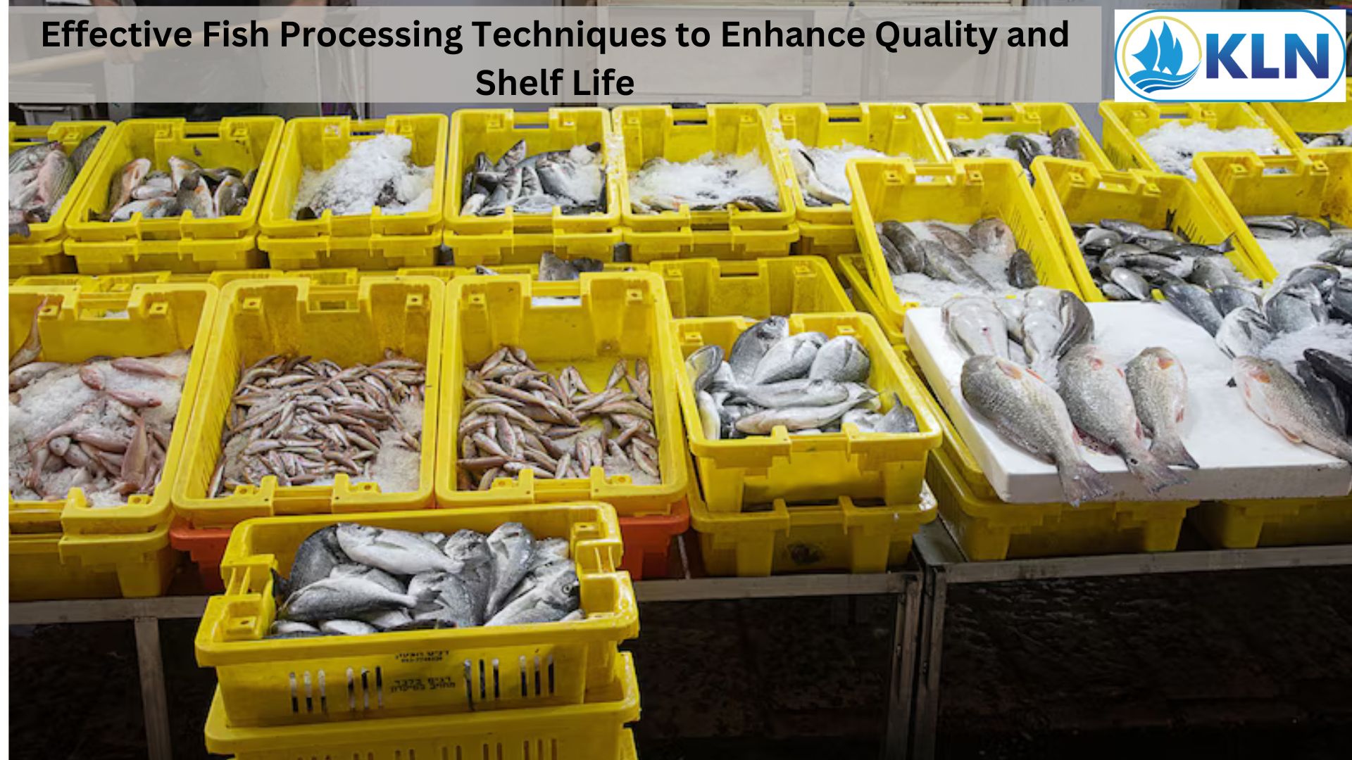 Effective Fish Processing Techniques to Enhance Quality and Shelf Life  